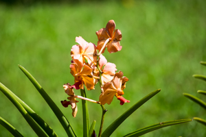 Jardin Botanical Garden, Dashaies, Guadeloupe